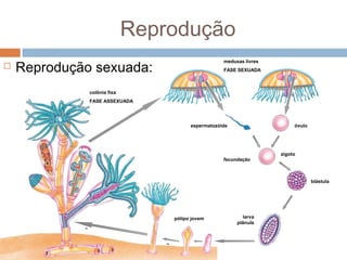 Reprodução


Reprodução sexuada:

medusas livres
FASE SEXUADA

colônia fixa
FASE ASSEXUADA

espermatozóide

óvulo

zigoto
fecundação

blástula

pólipo jovem

larva
plânula

 