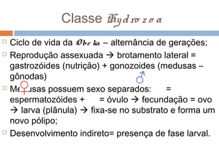 Classe Hy d ro z o a







Ciclo de vida da O be lia – alternância de gerações;
Reprodução assexuada  brotamento lateral =
gastrozóides (nutrição) + gonozoides (medusas –
gônodas)
Medusas possuem sexo separados:
=
espermatozóides +
= óvulo  fecundação = ovo
 larva (plânula)  fixa-se no substrato e forma um
novo pólipo;
Desenvolvimento indireto= presença de fase larval.

 