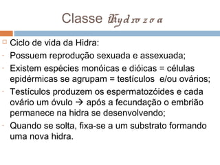 Classe Hy d ro z o a

-

-

-

Ciclo de vida da Hidra:
Possuem reprodução sexuada e assexuada;
Existem espécies monóicas e dióicas = células
epidérmicas se agrupam = testículos e/ou ovários;
Testículos produzem os espermatozóides e cada
ovário um óvulo  após a fecundação o embrião
permanece na hidra se desenvolvendo;
Quando se solta, fixa-se a um substrato formando
uma nova hidra.

 