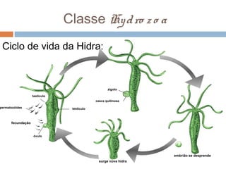 Classe Hy d ro z o a
Ciclo de vida da Hidra:

zigoto
testículo
casca quitinosa

permatozóides

testículo

fecundação

óvulo

embrião se desprende
surge nova hidra

 