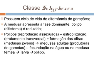 Classe Sc hy p ho z o a





Possuem ciclo de vida de alternância de gerações;
A medusa apresenta a fase dominante, pólipo
(cifístoma) é reduzido;
Pólipos (reprodução assexuada) – estrobilização
(brotamento transversal) = formação das éfiras
(medusas jovens)  medusas adultas (produtoras
de gametas) – fecundação na água ou na medusa
fêmea  larva pólipo.

 