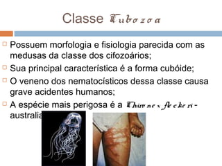 Classe Cubo z o a







Possuem morfologia e fisiologia parecida com as
medusas da classe dos cifozoários;
Sua principal característica é a forma cubóide;
O veneno dos nematocísticos dessa classe causa
grave acidentes humanos;
A espécie mais perigosa é a Chiro ne x fle c ke ri australiana

 