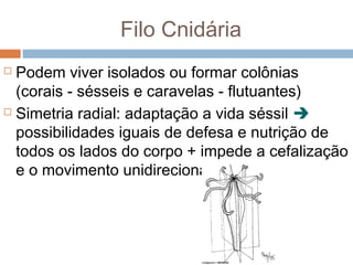 Filo Cnidária
Podem viver isolados ou formar colônias
(corais - sésseis e caravelas - flutuantes)
 Simetria radial: adaptação a vida séssil 
possibilidades iguais de defesa e nutrição de
todos os lados do corpo + impede a cefalização
e o movimento unidirecional;


 