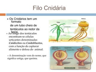 Filo Cnidária
» Os Cnidários tem um
formato
de um tubo cheio de
tentáculos ao redor da
boca.
» Ao longo dos tentáculos

encontram-se células
urticantes denominadas
Cnidócitos ou Cnidoblastos,
com a função de capturar
alimento e defesa do animal.

» A denominação vem do nome, que
significa urtiga, que queima.

 
