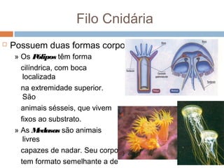 Filo Cnidária


Possuem duas formas corporais:
» Os P
ólipos têm forma
cilíndrica, com boca
localizada
na extremidade superior.
São
animais sésseis, que vivem
fixos ao substrato.
» As M
edusas são animais
livres
capazes de nadar. Seu corpo
tem formato semelhante a de

 