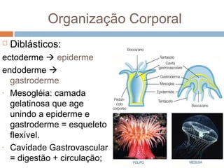 Organização Corporal


Diblásticos:

ectoderme  epiderme
endoderme 
gastroderme
- Mesogléia: camada
gelatinosa que age
unindo a epiderme e
gastroderme = esqueleto
flexível.
- Cavidade Gastrovascular
= digestão + circulação;

 