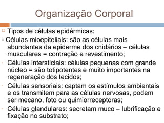 Organização Corporal
Tipos de células epidérmicas:
- Células mioepiteliais: são as células mais
abundantes da epiderme dos cnidários – células
musculares = contração e revestimento;
- Células intersticiais: células pequenas com grande
núcleo = são totipotentes e muito importantes na
regeneração dos tecidos;
- Células sensoriais: captam os estímulos ambientais
e os transmitem para as células nervosas, podem
ser mecano, foto ou quimiorreceptoras;
- Células glandulares: secretam muco – lubrificação e
fixação no substrato;


 