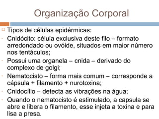 Organização Corporal

-

-

-

-

Tipos de células epidérmicas:
Cnidócito: célula exclusiva deste filo – formato
arredondado ou ovóide, situados em maior número
nos tentáculos;
Possui uma organela – cnida – derivado do
complexo de golgi;
Nematocisto – forma mais comum – corresponde a
cápsula + filamento + nurotoxina;
Cnidocílio – detecta as vibrações na água;
Quando o nematocisto é estimulado, a capsula se
abre e libera o filamento, esse injeta a toxina e para
lisa a presa.

 