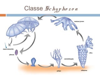 Classe Sc hy p ho z o a
medusa jovem

espermatozóide
éfira
plânula
estrobilização

pólipo

cifístoma

 