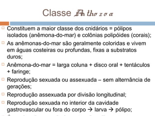 Classe A
ntho z o a











Constituem a maior classe dos cnidários = pólipos
isolados (anêmona-do-mar) e colônia...
