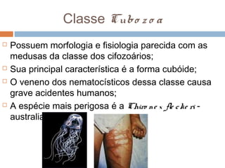 Classe Cubo z o a







Possuem morfologia e fisiologia parecida com as
medusas da classe dos cifozoários;
Sua princi...
