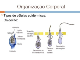 Organização Corporal

-

Tipos de células epidérmicas:
Cnidócito:

 