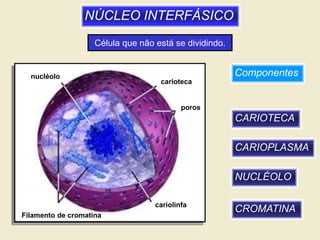 1º ano núcleo e divisão celular | PPT