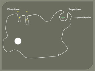 Pinocitose

Fagocitose
pseudópodes

 