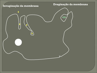 Invaginação da membrana

Evaginação da membrana

 