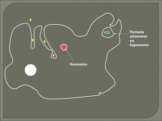 Vacúolo
alimentar
ou
fagossomo

lisossomo

 