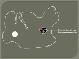 Vacúolo digestivo ou
lisossomo secundário

 