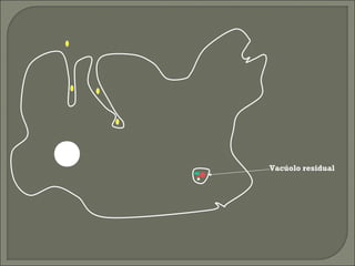 Vacúolo residual

 