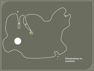 Clasmocitose ou
exocitose

 