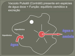 Vacúolo Pulsátil (Contrátil) presente em espécies
de água doce = Função: equilíbrio osmótico e
excreção

hipertônico
hipotônico

 