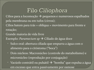 






Cílios para a locomoção  pequenos e numerosos espalhados
pela membrana ou em tufos (cirros);
Cílios batem para trás + oblíqua = movimento para frente e
rotação;
Grande maioria de vida livre
Exemplo: Paramecium sp  Ciliado de água doce
• Sulco oral: abertura ciliada que empurra a água com o

alimento para o citóstoma (“boca”)
• Dois núcleos: Macronúcleo (controle do metabolismo) e

micronúcleo (reprodução por conjugação)
• Vacúolo contrátil ou pulsátil  “bomba” que expulsa a água

em excesso que entra passivamente por osmose

 