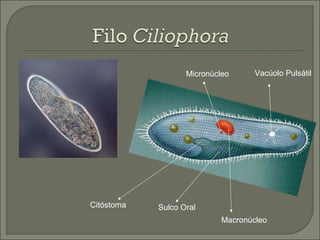 Micronúcleo

Citóstoma

Vacúolo Pulsátil

Sulco Oral
Macronúcleo

 