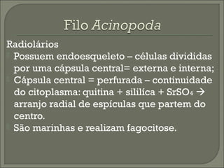 Radiolários
 Possuem endoesqueleto – células divididas
por uma cápsula central= externa e interna;
 Cápsula central = perfurada – continuidade
do citoplasma: quitina + sililíca + SrSO4 
arranjo radial de espículas que partem do
centro.
 São marinhas e realizam fagocitose.

 