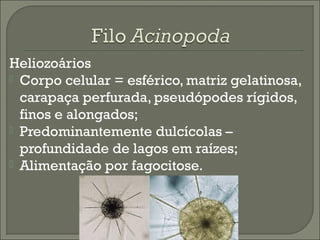 Heliozoários
 Corpo celular = esférico, matriz gelatinosa,
carapaça perfurada, pseudópodes rígidos,
finos e alongados;
 Predominantemente dulcícolas –
profundidade de lagos em raízes;
 Alimentação por fagocitose.

 