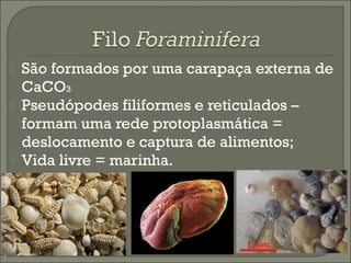 




São formados por uma carapaça externa de
CaCO3
Pseudópodes filiformes e reticulados –
formam uma rede protoplasmática =
deslocamento e captura de alimentos;
Vida livre = marinha.

 