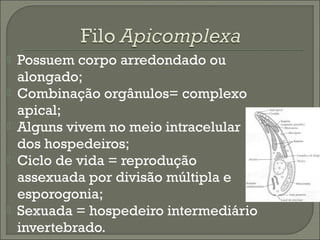 






Possuem corpo arredondado ou
alongado;
Combinação orgânulos= complexo
apical;
Alguns vivem no meio intracelular
dos hospedeiros;
Ciclo de vida = reprodução
assexuada por divisão múltipla e
esporogonia;
Sexuada = hospedeiro intermediário
invertebrado.

 