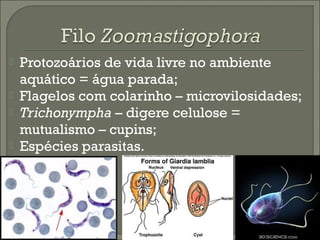 




Protozoários de vida livre no ambiente
aquático = água parada;
Flagelos com colarinho – microvilosidades;
Trichonympha – digere celulose =
mutualismo – cupins;
Espécies parasitas.

 