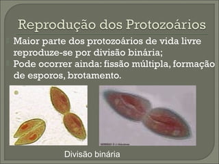 


Maior parte dos protozoários de vida livre
reproduze-se por divisão binária;
Pode ocorrer ainda: fissão múltipla, formação
de esporos, brotamento.

Divisão binária

 