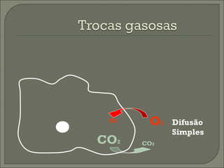 O2

CO2

O2
CO2

Difusão
Simples

 