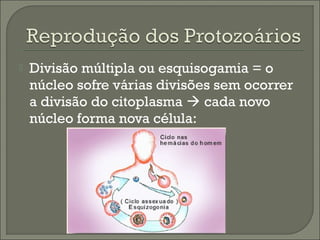 

Divisão múltipla ou esquisogamia = o
núcleo sofre várias divisões sem ocorrer
a divisão do citoplasma  cada novo
núcleo forma nova célula:

 