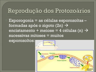 

Esporogonia = as células esporozoítas –
formadas após o zigoto (2n) 
encistamento + meiose = 4 células (n) 
sucessivas mitoses = muitos
esporozoítos:

 
