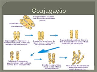 1º Ano - Protozoários