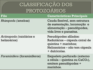 Filo

Características Principais

Rhizopoda (amebas)

Cauda flexível, sem estrutura
de sustentação, locomoção e
alimentação – pseudópodes,
vida livre e parasitas.

Actinopoda (raiolários e
helizoários)

Pseudópodes afilados:
Radiolários – cápsula cntral de
quintina + marinhos;
Heliozoários – não tem cápsula
+ dulcícolas.

Foraminifera (foraminíferos)

Esqueleto perfurado (externo
a célula – quintina ou CaCO3),
emitem pseudópodes +
marinhos.

 