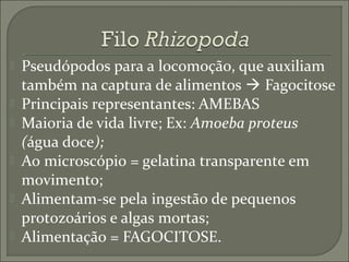 






Pseudópodos para a locomoção, que auxiliam
também na captura de alimentos  Fagocitose
Principais representantes: AMEBAS
Maioria de vida livre; Ex: Amoeba proteus
(água doce);
Ao microscópio = gelatina transparente em
movimento;
Alimentam-se pela ingestão de pequenos
protozoários e algas mortas;
Alimentação = FAGOCITOSE.

 
