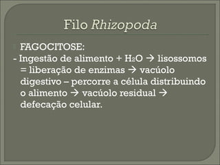 FAGOCITOSE:
- Ingestão de alimento + H2O  lisossomos
= liberação de enzimas  vacúolo
digestivo – percorre a célula distribuindo
o alimento  vacúolo residual 
defecação celular.


 