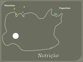 Pinocitose
Partículas
líquidas

Fagocitose
Partículas sólidas

Nutrição

 