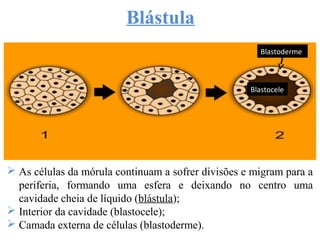 Blástula
Blastoderme
Blastocele
 As células da mórula continuam a sofrer divisões e migram para a
periferia, formando uma esfera e deixando no centro uma
cavidade cheia de líquido (blástula);
 Interior da cavidade (blastocele);
 Camada externa de células (blastoderme).
 
