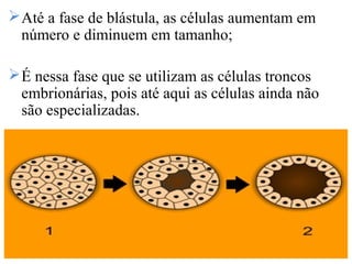 Até a fase de blástula, as células aumentam em
número e diminuem em tamanho;
É nessa fase que se utilizam as células troncos
embrionárias, pois até aqui as células ainda não
são especializadas.
 