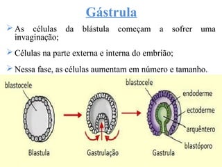  As células da blástula começam a sofrer uma
invaginação;
 Células na parte externa e interna do embrião;
 Nessa fase, as células aumentam em número e tamanho.
Gástrula
 