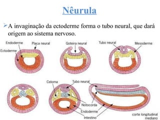 Nêurula
A invaginação da ectoderme forma o tubo neural, que dará
origem ao sistema nervoso.
 