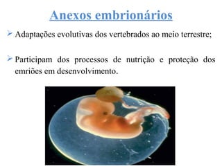 Anexos embrionários
 Adaptações evolutivas dos vertebrados ao meio terrestre;
 Participam dos processos de nutrição e proteção dos
emriões em desenvolvimento.
 