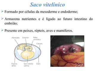Saco vitelínico
 Formado por células da mesoderme e endoderme;
 Armazena nutrientes e é ligado ao futuro intestino do
embrião;
 Presente em peixes, répteis, aves e mamíferos.
 