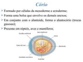 Cório
 Formado por células da mesoderme e ectoderme;
 Forma uma bolsa que envolve os demais anexos;
 Em conjunto com o alantoide, forma o alantocório (trocas
gasosas);
 Presente em répteis, aves e mamíferos.
 