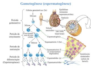 Gametogênese (espermatogênese)
 