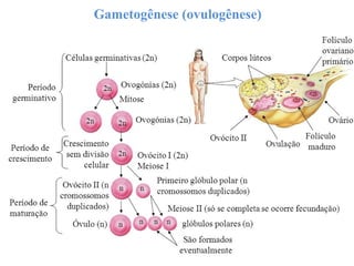 Gametogênese (ovulogênese)
 