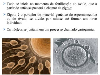  Tudo se inicia no momento da fertilização do óvulo, que a
partir de então se passará a chamar de zigoto;
 Zigoto é o portador do material genético do espermatozoide
ou do óvulo, se divide por mitose até formar um novo
indivíduo;
 Os núcleos se juntam, em um processo chamado cariogamia.
 